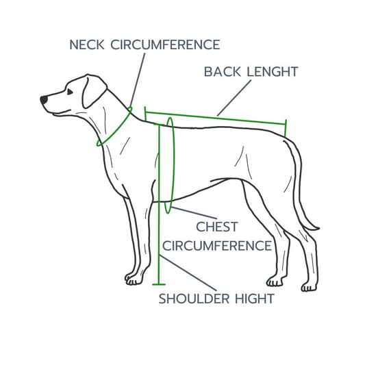 How to Measure Your Dog for the Perfect Fit